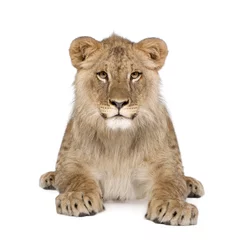 Stickers fenêtre Lion Portrait of lion cub, sitting in front of white background