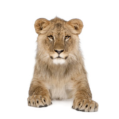 Fototapeta na wymiar Portrait of lion cub, sitting in front of white background