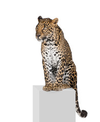 Naklejka premium Leopard, sitting on pedestal in front of white background