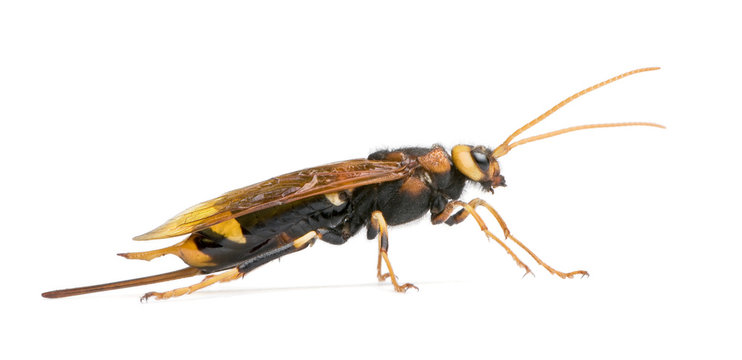 Horntail wasp, in front of white background, studio shot