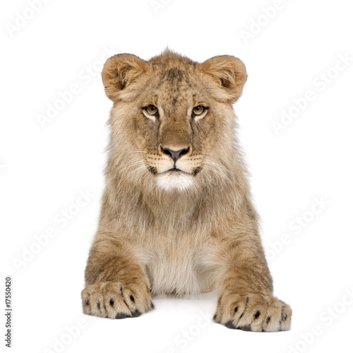 Photo: Portrait of lion cub, sitting in front of white background