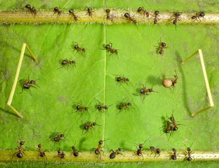 Foto op Plexiglas Voetbal micro football - ants play soccer