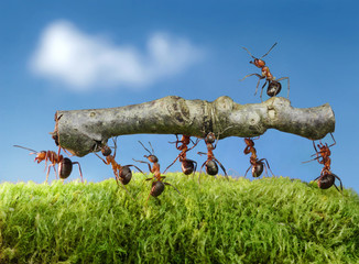 ants carry log with chief on it - obrazy, fototapety, plakaty
