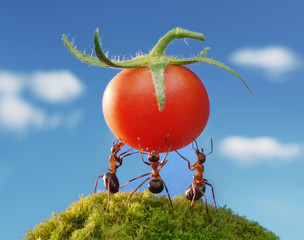 three ants holding fresh tomato