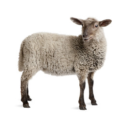 Lamb, 5 months old, standing in front of white background