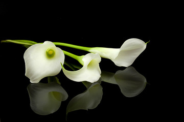 White Calla lilly flowers over black background - obrazy, fototapety, plakaty