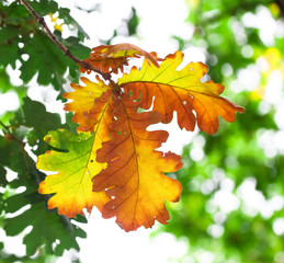 autumn leafs
