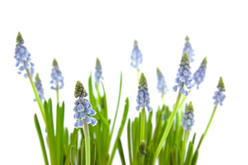 Muscari botryoides also known as blue grapes flowers