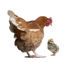 Brown hen, 2 years old, and chick, 1 day old, studio shot