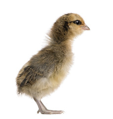 Chick, Araucana, 5 days old, in front of white background