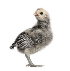 Hamburg chick, 9 days old, standing in front of white background
