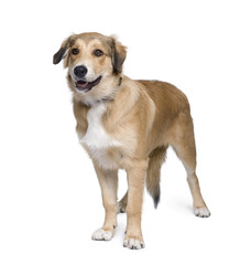 Mixed-breed dog against white background