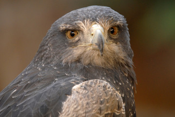 cabeza de aguila
