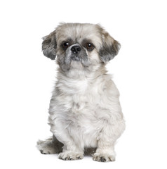 Shih Tzu, 5 years old, sitting in front of white background
