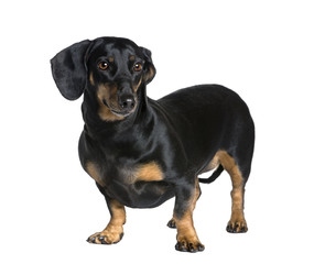 Dachshund standing in front of white background, studio shot