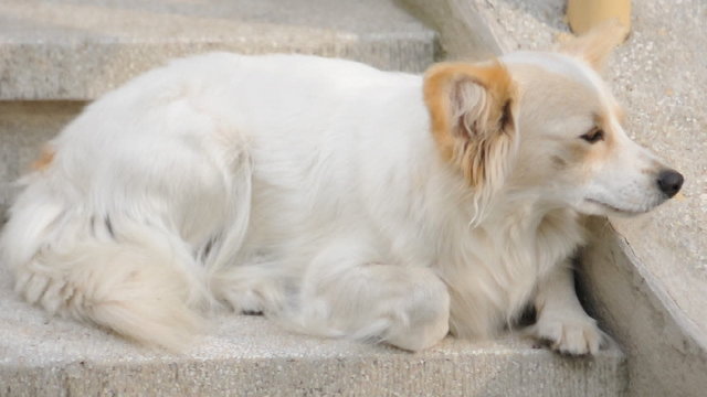 chien