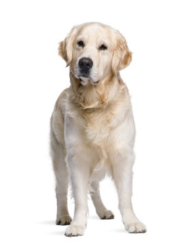 Golden Retriever standing in front of white background
