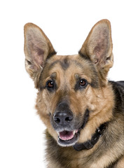 German Shepherd, in front of white background, studio shot