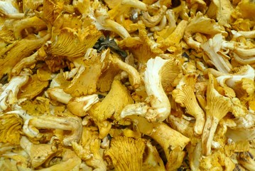 Girolles - Mushrooms