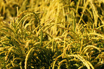 A  golden Chamaecyparis pisifera aurea falsecypress