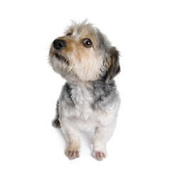 Cross Breed dog in front of white background, studio shot