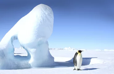 Fototapete Pinguin Kaiserpinguin (Aptenodytes forsteri)