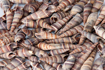 cockleshells background