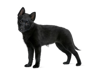 Puppy Spitz, 3 years old, standing in front of white background
