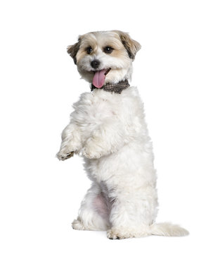 Mixed-Breed Dog standing on white background, studio shot