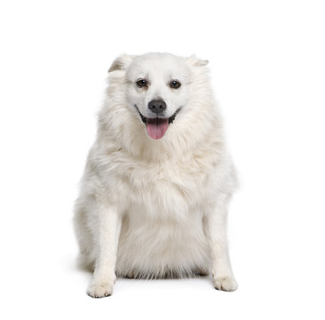 Schipperke, 7 years old, sitting in front of white background