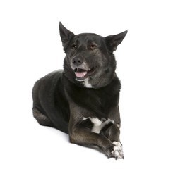 Mixed breed dog lying down in front of white background