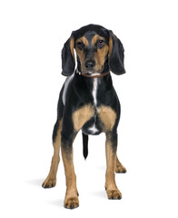 Cross breed with a Beagle standing in front of white background