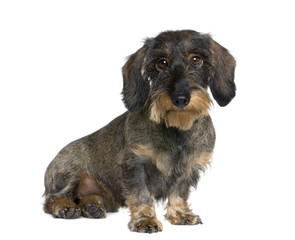 Dachshund, 2 years old, sitting in front of white background