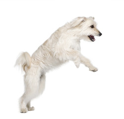 Pyrenean Shepherd leaping in front of white background