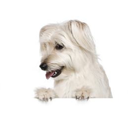 Pyrenean Shepherd in front of white background, studio shot