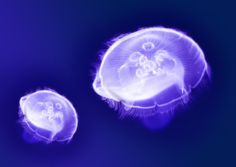 Jellyfishes