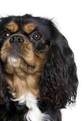 Cavalier King Charles Spanie in front of white background
