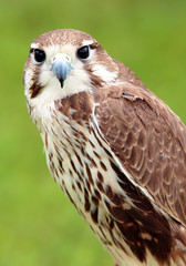 Peregrine falcon