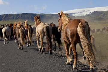 Fototapeta na wymiar Islandzki koni biegnących wzdłuż Drogi