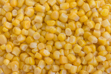maize,corn