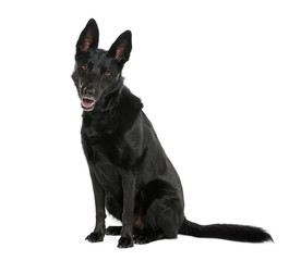 Bastard dog sitting in front of white background, studio shot