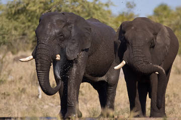 Elephants