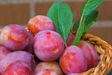 Plum