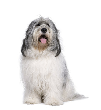 Polish Lowland Sheepdog in front of white of white background