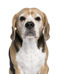 Beagle, 9 years old, sitting in front of white background