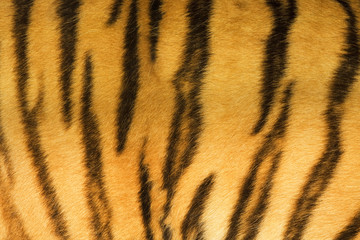 tiger fur texture (real)