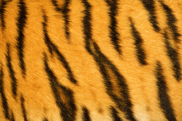 tiger fur texture (real)