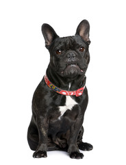 French bulldog sitting in front of white background