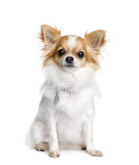 Chihuahua, 2 years old, sitting in front of white background - obrazy, fototapety, plakaty