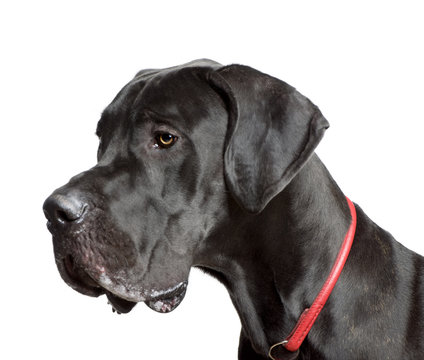 Great Dane, 11 months old, in front of white background